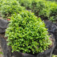 40 LITTLELEAF BOXWOOD Korean Buxus Microphylla Koreana Shrub Seeds