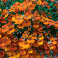 50 ORANGE PRINCE NEMESIA Strumosa Flower Seeds