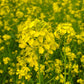 3000 FLORIDA BROADLEAF MUSTARD Brassica Juncea Herb Vegetable Seeds