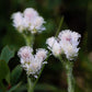 150 White PUSSYTOES Cats Paws Antennaria Flower Seeds