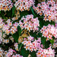 10 BEAUTY BUSH SHRUB Beautybush Kolkwitzia Amabilis Pink & White Flower Red Berry Seeds