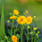 10 Yellow Lady Stratheden GEUM Chiloense Flower Seeds