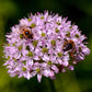 100 PRAIRIE ALLIUM Stellatum Prairie Onion Pink Flower Seeds