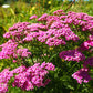 250 PINK Cerise QUEEN YARROW Achillea Millefolium Flower Seeds