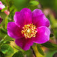 10 Pink CINNAMON ROSE Bush Amur Rosa Davurica Fragrant Flower Seeds