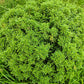 40 LITTLELEAF BOXWOOD Korean Buxus Microphylla Koreana Shrub Seeds