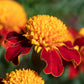 250 DWARF DOUBLE MARIGOLD ' Orange Flame ' Tagetes Patula French Red Flower Seeds