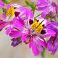200 Mixed Colors BUTTERFLY ORCHID (Poor Mans Orchid / Angel Wings) Schizanthus Wisetonensis Flower Seeds
