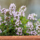 150 Creeping WINTER SAVORY Satureja Montana Herb Pink Flower Seeds