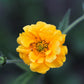 10 Yellow Lady Stratheden GEUM Chiloense Flower Seeds