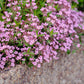 500 PINK ROCK SOAPWORT Saponaria Ocymoides Flower Seeds