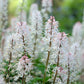 20 SUGAR SCOOP FOAMFLOWER White Tiarella Trifoliata Laceflower Flower Seeds