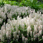 20 SUGAR SCOOP FOAMFLOWER White Tiarella Trifoliata Laceflower Flower Seeds