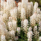 20 SUGAR SCOOP FOAMFLOWER White Tiarella Trifoliata Laceflower Flower Seeds