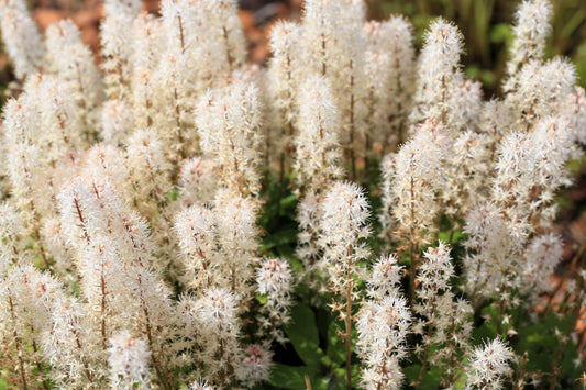 20 SUGAR SCOOP FOAMFLOWER White Tiarella Trifoliata Laceflower Flower Seeds