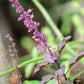 200 Purple Krishna Tulsi HOLY BASIL Ocimum Sanctum Tenuiflorum Herb Flower Seeds