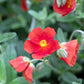20 SCARLET GLOBEMALLOW Sphaeralcea Coccinea Cowboy's Delight Native Red Prairie Mallow Flower Seeds