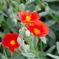 20 SCARLET GLOBEMALLOW Sphaeralcea Coccinea Cowboy's Delight Native Red Prairie Mallow Flower Seeds