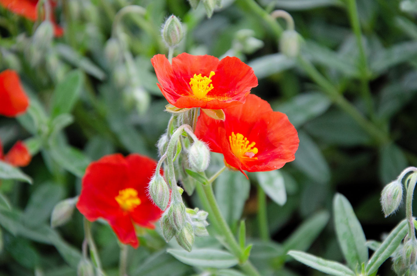 20 SCARLET GLOBEMALLOW Sphaeralcea Coccinea Cowboy's Delight Native Red Prairie Mallow Flower Seeds