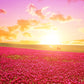 3000 CRIMSON CLOVER (Carnation, French, or Italian Clover) Trifolium Incarnatum Flower Seeds