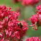 50 RED JUPITER'S BEARD Valerian Keys of Heaven Centranthus Ruber Flower Seeds