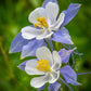 50 MCKANAS GIANT COLUMBINE Mixed Colors Aquilegia Hybrida Flower Seeds
