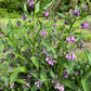 10 TRUE COMFREY Comphrey Symphytum Officinale Herb Seeds Purple Flowers