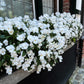 50 WHITE PANSY Clear Crystals Violet Viola Wittrockiana Flower Seeds