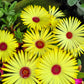 100 Gelato YELLOW ICE PLANT Mesembryanthemum Daisy Livingstone Succulent Flower Seeds