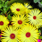 200 MIXED Colors ICE PLANT ( Mesembryanthemum Daisy / Livingstone Daisy ) Dorotheanthus Bellidiformis Flower Seeds