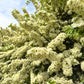 25 SCARLET FIRETHORN Pyracantha Coccinea Bush Shrub Flower Seeds