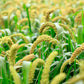 100 FOXTAIL MILLET Setaria Italica Ornamental Grass Flower Seeds