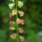 25 FRINGECUP Tellima Grandiflora Odorata Bigflower Fringe Cup Pink Flower Seeds