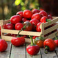 100 SWEET CHERRY PEPPER Red Chili Capsicum Annuum Vegetable Seeds