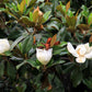 10 SOUTHERN MAGNOLIA TREE 12" White Flowers Native Grandiflora Bull Bay Seeds