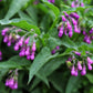 10 TRUE COMFREY Comphrey Symphytum Officinale Herb Seeds Purple Flowers