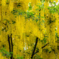 10 GOLDEN CHAIN TREE Goldenchain Laburnum Anagyroides Yellow Flower Seeds