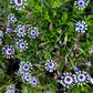 5 WHIRLIGIG OSTEOSPERMUM Fruticosum Pinwheel African Cape Daisy Flower Seeds