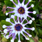5 WHIRLIGIG OSTEOSPERMUM Fruticosum Pinwheel African Cape Daisy Flower Seeds