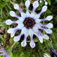 5 WHIRLIGIG OSTEOSPERMUM Fruticosum Pinwheel African Cape Daisy Flower Seeds