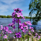 1500 DAMES ROCKET (Danask Violet) Hesperis Matronalis Dame's Purple Flower Seeds