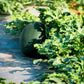 50 FLORIDA GIANT WATERMELON Cannon Ball Black Diamond Citrullus Fruit Seeds