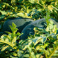 50 FLORIDA GIANT WATERMELON Cannon Ball Black Diamond Citrullus Fruit Seeds