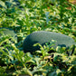 50 FLORIDA GIANT WATERMELON Cannon Ball Black Diamond Citrullus Fruit Seeds