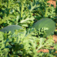 50 FLORIDA GIANT WATERMELON Cannon Ball Black Diamond Citrullus Fruit Seeds