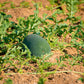 50 FLORIDA GIANT WATERMELON Cannon Ball Black Diamond Citrullus Fruit Seeds