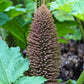 10 GUNNERA MANICATA 6' Leaves! Giant Rhubarb Dinosaur Plant Moist Shade Red Flower Seeds