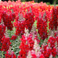 250 RUBY RED SNAPDRAGON Antirrhinum Majus Flower Seeds