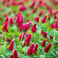 3000 CRIMSON CLOVER (Carnation, French, or Italian Clover) Trifolium Incarnatum Flower Seeds