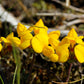 200 BIRDS FOOT TREFOIL (Birdfoot Deervetch / Cats Clover / Ground Honeysuckle) Lotus Corniculatus Fabaceae Flower Seeds